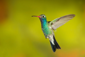 Broad-billed Hummingbird flying