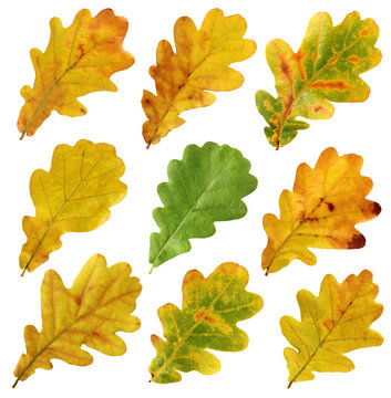 set of autumn leaves of oak, isolate.