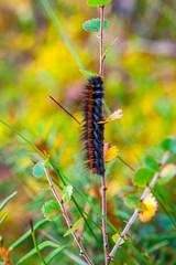 Caterpillar on the grass. Viru bogs at Lahemaa national park