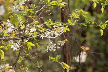 white flowers on a branches