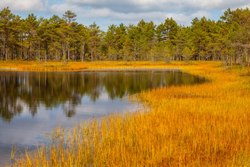 Beautiful reflection of pine trees in swamp lake, autumn season. Viru bogs at Lahemaa national park