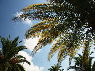 Obraz na płótnie Canvas Palm tree tops