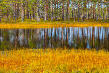 Beautiful reflection of pine trees in swamp lake, autumn season. Viru bogs at Lahemaa national park