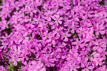 pink flowers growing