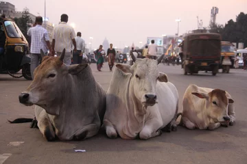  3 cows laying in the middle of the main city street, when people © Elena