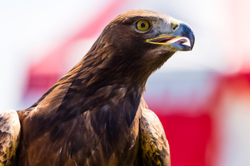Steinadler
