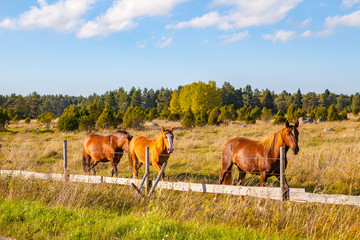 Fototapeta na wymiar Beautiful brown horses in field near a fence