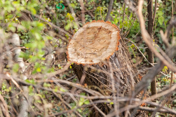 dried branches in nature