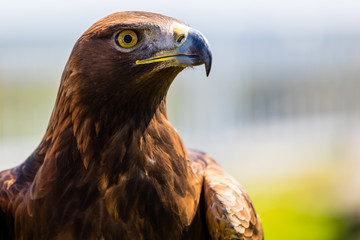 Steinadler