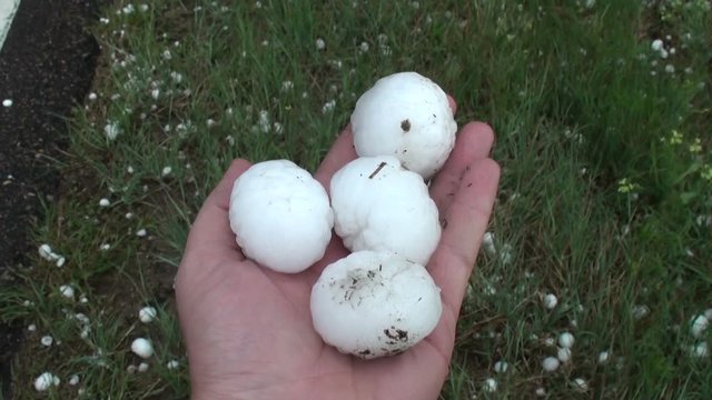 Gold Ball Hail Stones Held in Hand