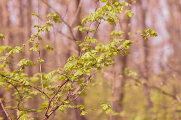focus on green leaves