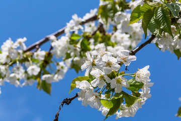 Blossom cherry