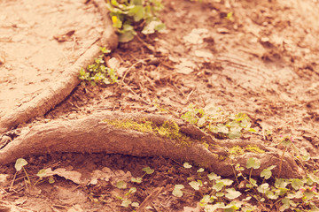 dried branches in nature