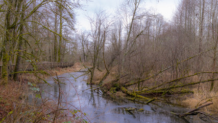 Beautiful lake in the autumn forest. NisquallyNational Wildlife Refuge, Washington, USA