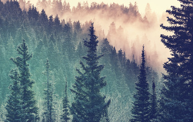 Fog in the forest