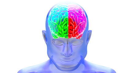 Human brain 3D render