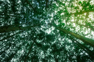 dense forest, low-angle forest