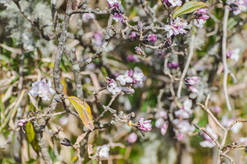 Flowers in the forest, Abstract retro flower theme with nature bokeh