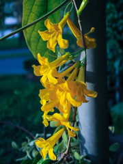 the yellow Thunbergia Kirkii flower