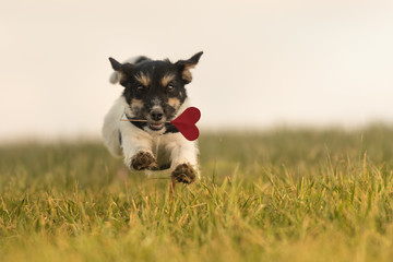 Romantic Dog rennt über die Wiese - Jack Russell 6 Monate alt