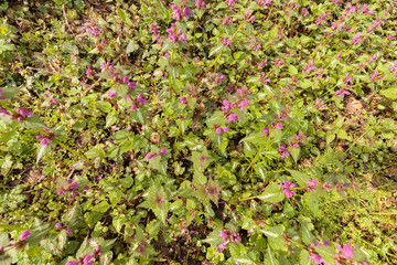 flowers in the meadow