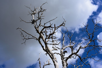 sky over old lonely tree