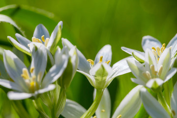 Obraz premium Snowdrops