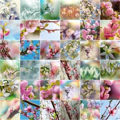Spring flowers collage