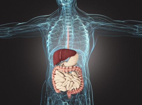 Organi interni corpo umano sani