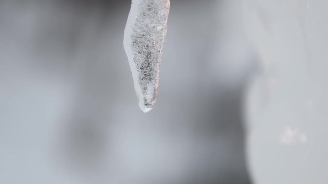 Water dripping from icicles. Hokkaido, Japan