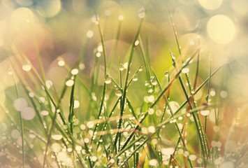 Fototapeta premium Wet grass