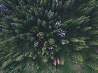 Treetops, overhead view