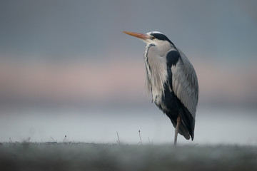 Grey heron, Ardea cinerea