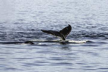Fototapeta premium HUMPBACK WHALE NO. 3 - 2014