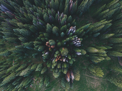 Treetops, overhead view