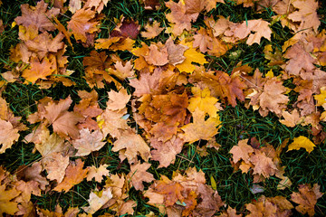 background. yellow leaves on green grass. autumn