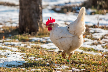 Hen in the garden in snowy winter.jpg