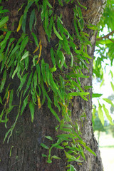 unwanted flora growing on trees,parasites Loranthaceae