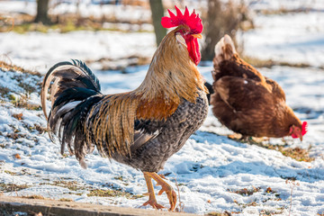 Rooster and hen in the garden in snowy winter.jpg © JiriD