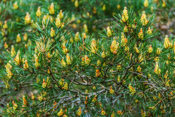 Spring. There were pine cones.