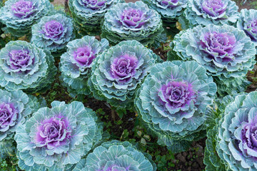 Beautiful Ornamental Cabbages