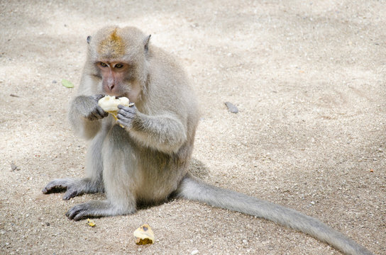 monkey sitting on the ground to eat banana