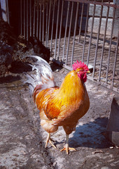 Red fire Rooster. Symbol of 2017. Color toning is applied