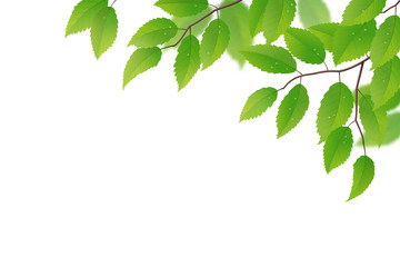 Naklejka na ściany i meble Fresh spring branch with green leaves on white