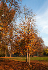 Autumn tree in urban park