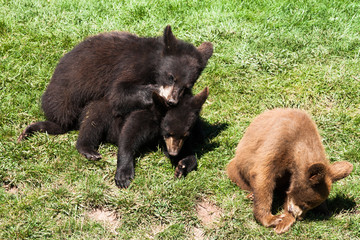 Bear Cubs playing in South Dakota