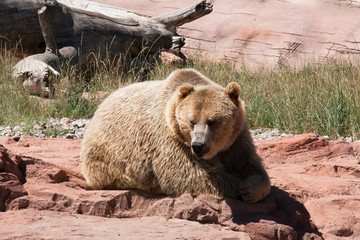Grizzly Bear in South Dakota