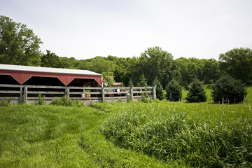 Agricultural background and rural life at summer. Summer landscape with fresh green grass field, red barn and cows behind a wooden boundary. Midwest day farm in Wisconsin, USA.