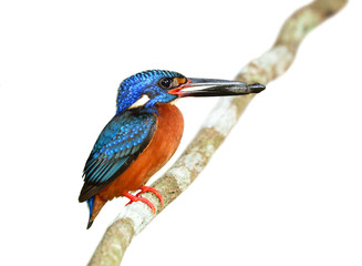 Blue-eared Kingfisher (alcedo meninting) perching on the vine ca