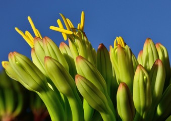 Floral buds of agave that begin to bloom